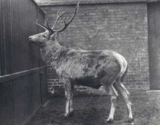 Ciervo de Wallich, también conocido como el Shou, ciervo rojo de Asia Central o Tíbet, en el zoológico de Londres, 1916